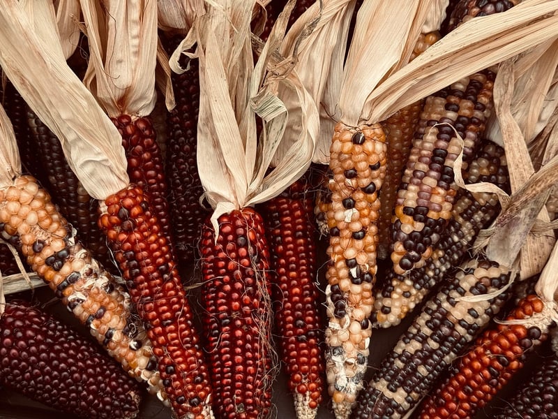 Plant-Based Diets